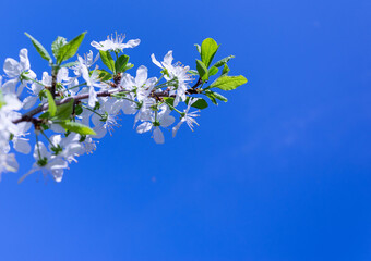 spring branch of a cherry blossom on the background of a blue sky