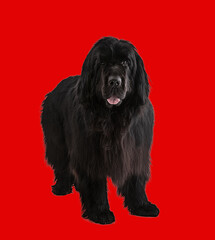 Black Newfoundland Dog
