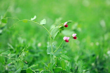 Red pea flowers in farmland, North China