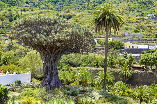 Drago Milenario - The oldest dragon tree in Tenerife,  Canary Island, Spain