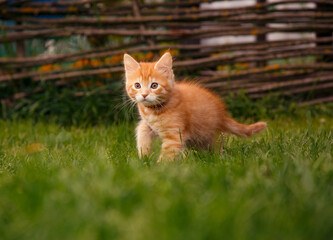 One beautiful ginger maine coon kittens walking on the glass and looking on summer sunny weather background. Fun