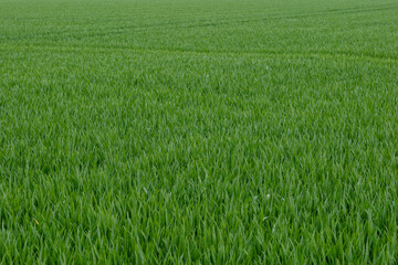 Outdoor sunny landscape view over grass, rice, meadow and agricultural field. Natural greenery green background. Growth rice grain field.