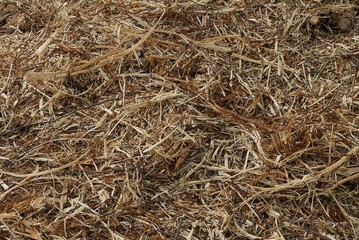 natural plant texture from dry gray brown grass in a field