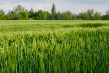 Selective focus and outdoor sunny landscape view over grass, rice, meadow, wheat or barley agricultural field. Natural greenery green background. Growth rice field.