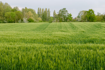 Selective focus and outdoor sunny landscape view over grass, rice, meadow, wheat or barley agricultural field. Natural greenery green background. Growth rice field.