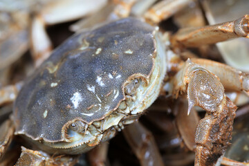A close-up of fresh river crabs