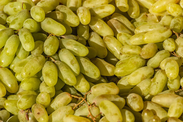 Lots of ripe delicious grapes.