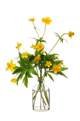 Anemone ranunculoides (yellow anemone, yellow wood anemone or buttercup anemone) in a glass vessel on a white background