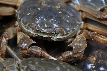A close-up of fresh river crabs