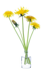 Taraxacum (dandelions) in a glass vessel with water on a white background