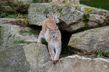 Lynx in the wild © jose
