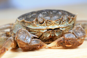 A close-up of fresh river crabs
