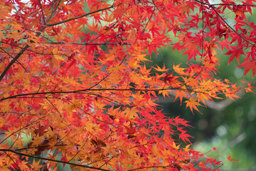 よこはま動物園ズーラシアの紅葉