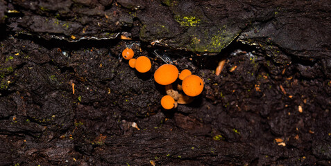 Fluorescent orange fungi in the cracks of dead wood in the Cacoma forest, Mexico
