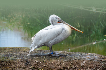 The great white pelican, Pelecanus onocrotalus also known as the eastern white pelican, rosy pelican or white pelican