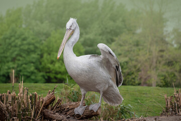 The great white pelican, Pelecanus onocrotalus also known as the eastern white pelican, rosy pelican or white pelican