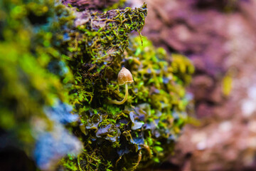 A small world view of a mushroom and the moss around it in the Cacoma forest, Mexico