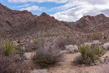 Joshua Tree National Park, CA, USA - December 30, 2012: Brown rocky mountain range in desolate dry landscape with cacti under blue cloudscape.