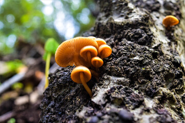 Fungi of the forest Cacoma, Mexico in the trees of your forest