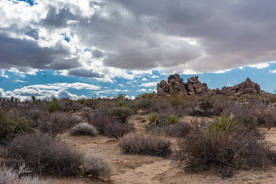 Joshua Tree National Park, CA, USA - December 30, 2012: Mixed blue and gray cloudscape over dense vegetation of green and brown cacti. Rocky heaps in distance.