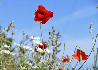 Naklejka premium Poppy flower in the field