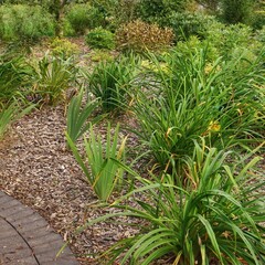 Backyard Garden Modern Design Landscaping. Decorative Garden Winding Pathway Walkway From Black Bricks. Back Yard Lawn And Natural Mulched Border Between Grass And Curved Brick Paving. Path To House.