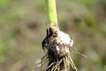 収穫した立派なニンニク