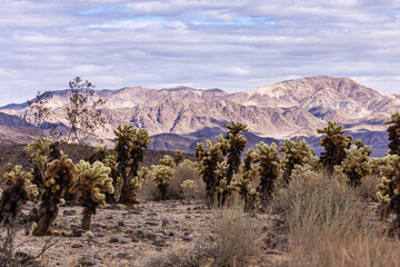 Joshua Tree National Park, CA, USA - December 30, 2012: Group of Cholla cacti in front of black and brown mountain range under thick cloudscape.