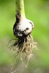 スタミナのあるニンニクの収穫