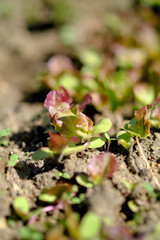 光合成するレタスのイメージ素材