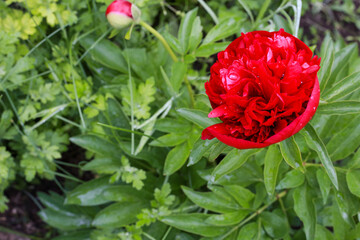beautiful bud of red peony on the background of the garden. After the rain with copy space
