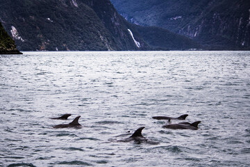 Dolphins and landscape