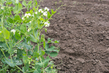 Community kitchen garden. Raised garden beds with plants in vegetable community garden. Fresh green peas. Seedling. Pea blossom