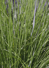 Green gras background. Nature bio eco concept