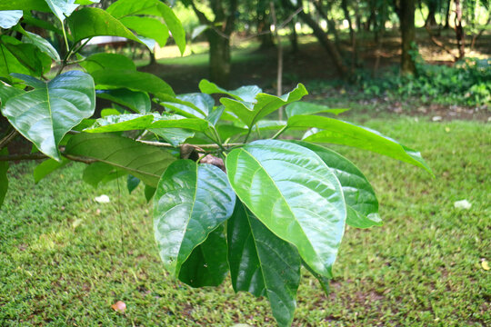 Canarium Nut or Canariym indicum tree in the garden. In Indonesia called Pohon Kenari.