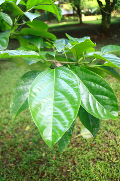 Canarium Nut or Canariym indicum tree in the garden. In Indonesia called Pohon Kenari.