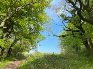 Waldweg auf der Geltinger Birg bei Flensburg
