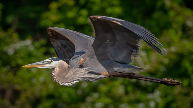 Great Blue Heron In Flight