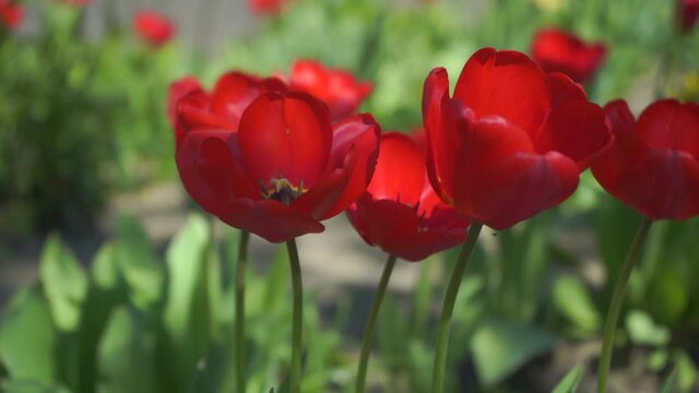 CLOSE UP, SLOW MOTION, DOF: Amazing red tulips blooming at beautiful local touristic park at early sunny evening. Fragile tulip flowers blossoming at late sunny morning.