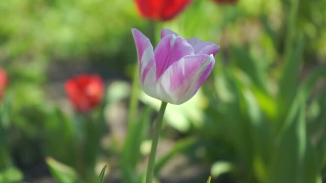 The fiolet tulip sways in the wind against the background of other flowers. Slow motion.