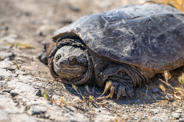 Portrait of Common Snapping Turtle. Wildlife photography.