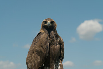 eagle bird close up in nature