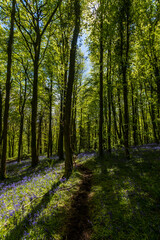 Colorful Bluebells in full flower in a small woods