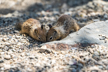 Small Squirrels looking for food