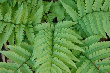Dryopteris erythrosora 'Brilliance' (Autumn Fern) is an evergreen fern with strikingly orange-red new fronds in spring