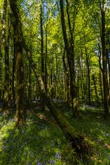 Beautiful Bluebells in sunny woodland