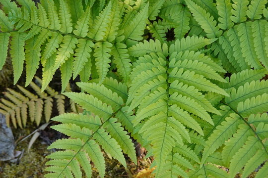 Dryopteris erythrosora is known as the "Autumn Fern"; this beauty is at its best in the spring