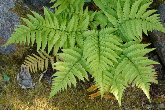 Dryopteris erythrosora , commonly called Japanese shield fern or autumn fern, is an arching, evergreen (semi-evergreen in cold winter climates) fern