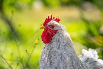 Rooster head close up, Ardenwood Historic Farm
