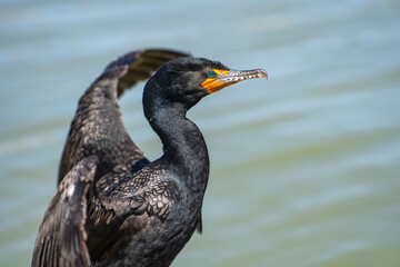 Portrait of double-crested cormorant (phalacrocorax auritus) with open wings.